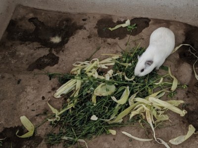 LIMA, PERU DISAPPOINTS.