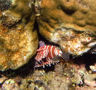 This image has an empty alt attribute; its file name is lion-fish.jpg